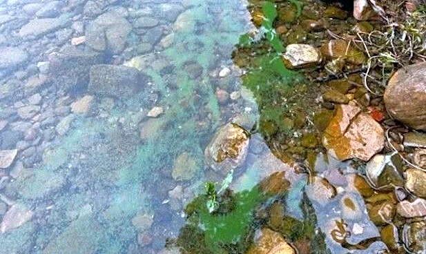 Conesus Lake under harmful algal bloom advisory