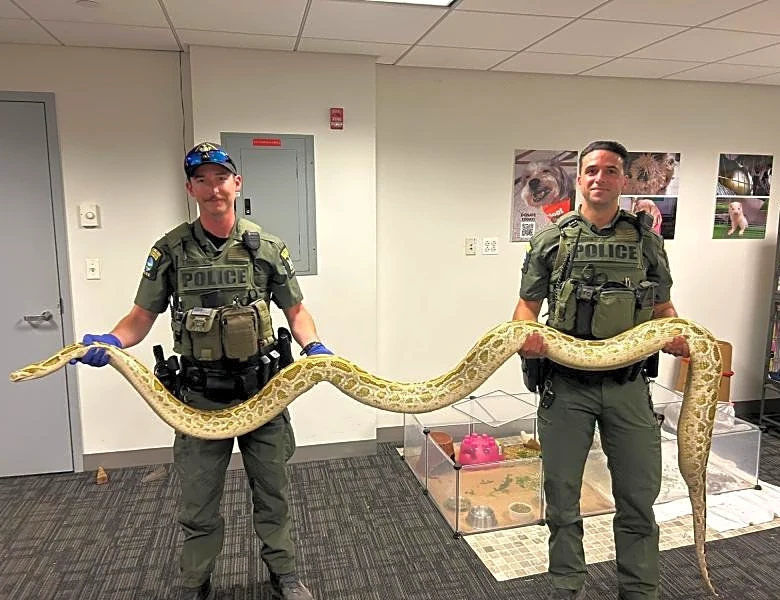 Man caught showing giant illegal snake to crowd, children on NY boardwalk