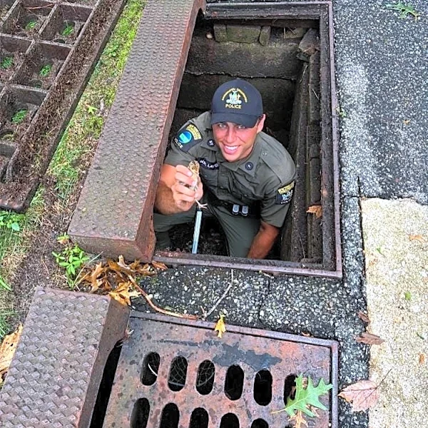 Baby turkeys trapped in NY storm drain rescued and reunited with mother