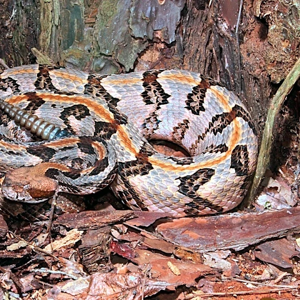 NY man had live rattlesnake in bucket, another rattlesnake's head in freezer