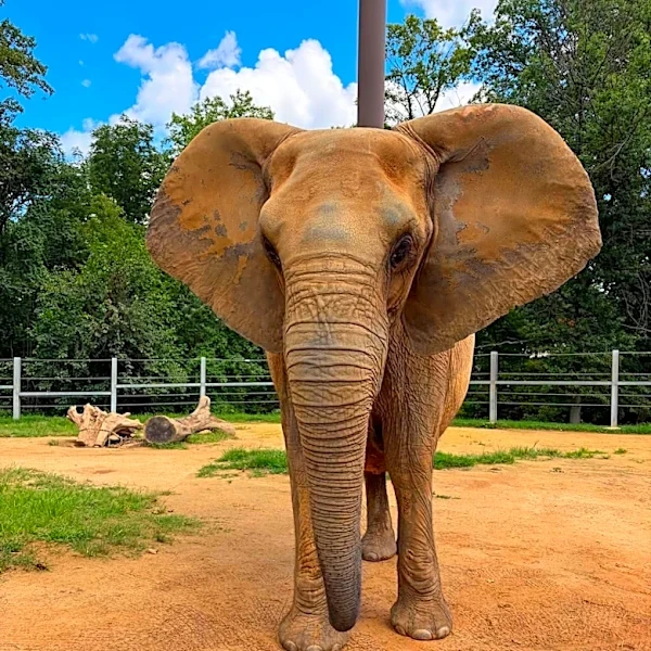 Seneca Park Zoo's 'Golden Girls' welcome a new member: Meet Felix the elephant