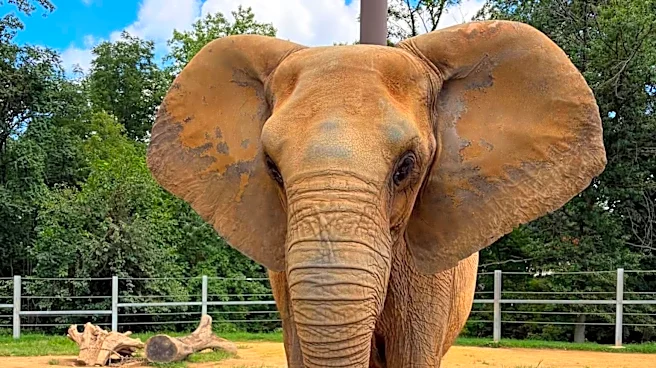 Seneca Park Zoo's 'Golden Girls' welcome a new member: Meet Felix the elephant