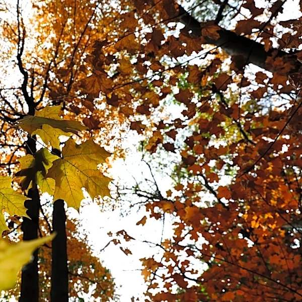 When does fall begin in 2026? Here’s when the season officially changes