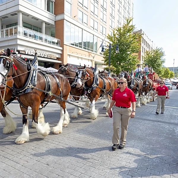 Budweiser Clydesdales are coming to NY. See when and where