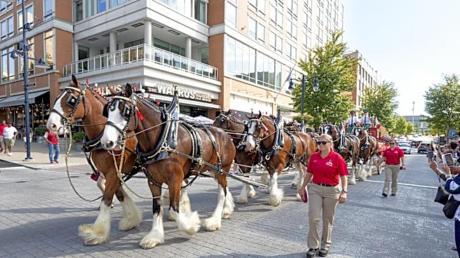 Budweiser Clydesdales are coming to NY. See when and where