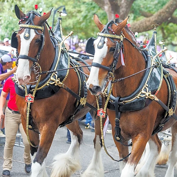 Budweiser Clydesdales return to New York this weekend. See parade date
