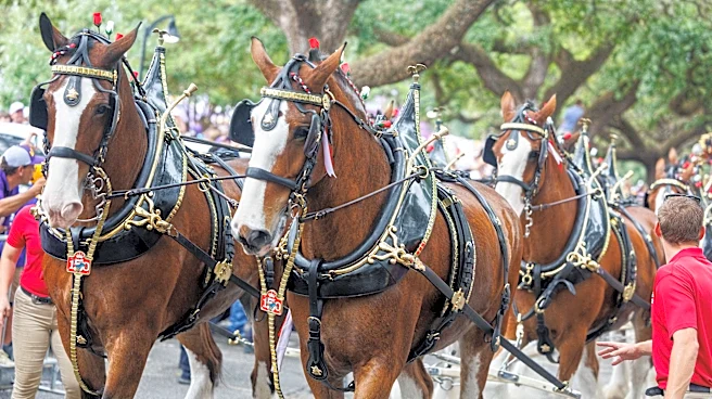 Budweiser Clydesdales return to New York this weekend. See parade date