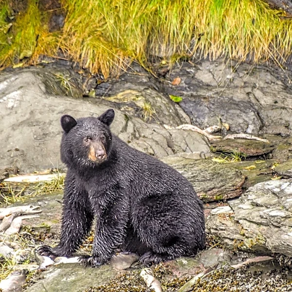 New York hunting seasons are underway. See dates, license costs