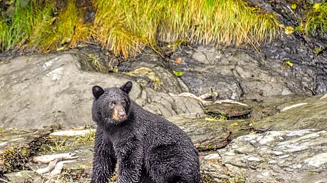 New York hunting seasons are underway. See dates, license costs
