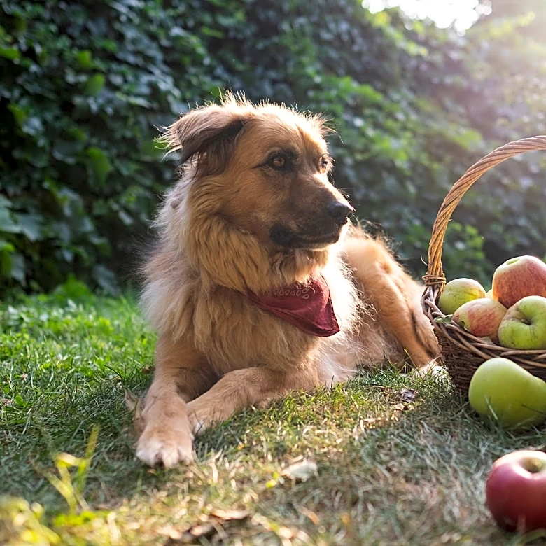 Can you bring your dog apple picking in New York? What to know before you go