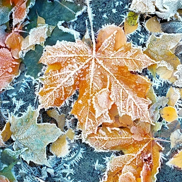First frost of fall possible in parts of New York this week. See where