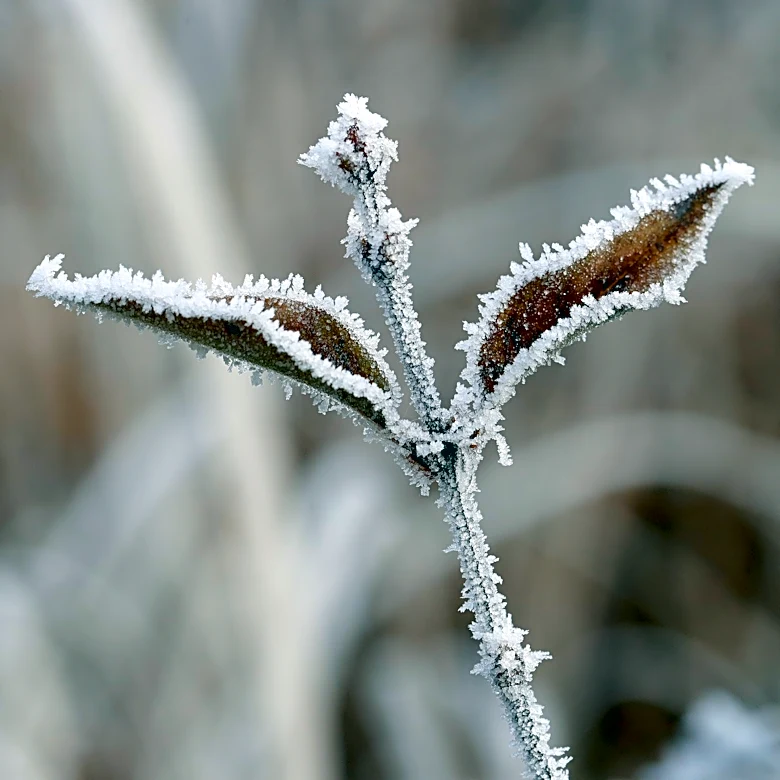 Frost advisory issued for parts of New York. See where