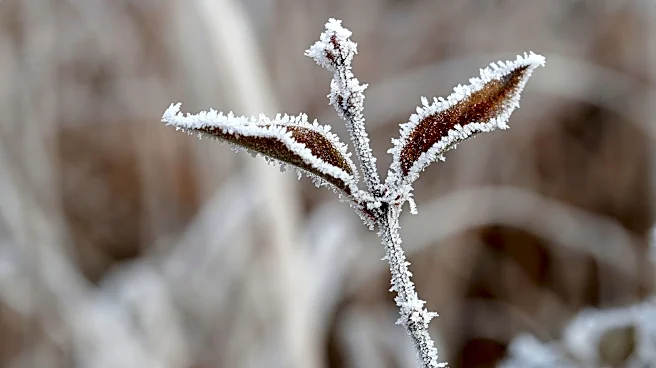 Frost advisory issued for parts of New York. See where