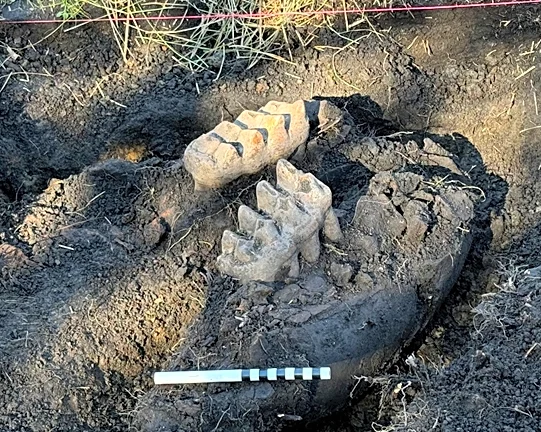 Students uncover more mastodon bones in NY backyard. See what they found