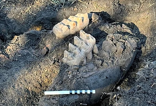 Students uncover more mastodon bones in NY backyard. See what they found