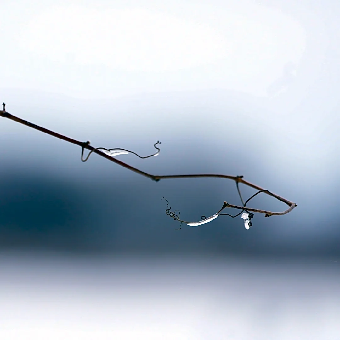 Freeze warning issued for 7 NY counties as temperatures drop