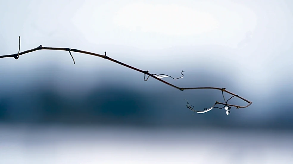 Freeze warning issued for 7 NY counties as temperatures drop