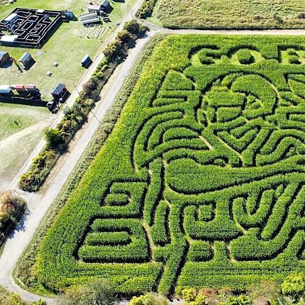 A New York pumpkin farm has a giant Buffalo Bills-themed corn maze