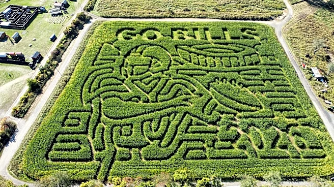 A New York pumpkin farm has a giant Buffalo Bills-themed corn maze