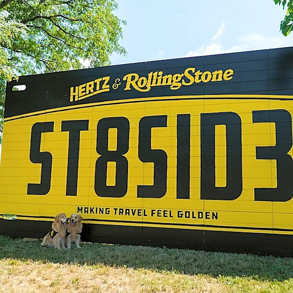 How 26 Golden Retrievers Took Over Stateside