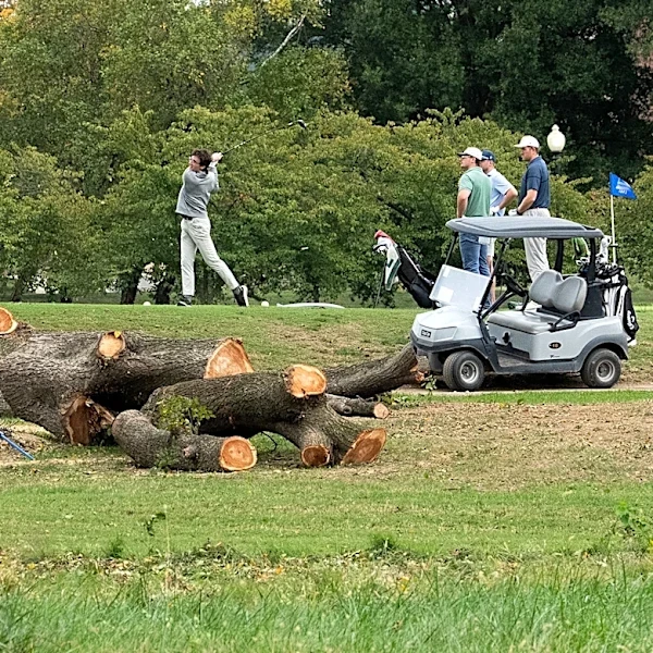 Judge Tears Into Trump Admin. for Cutting Down D.C. Trees: ‘Beyond Upset and Furious’