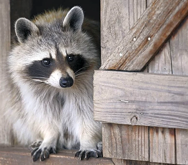 Rabid raccoon prompts Sarasota County health advisory