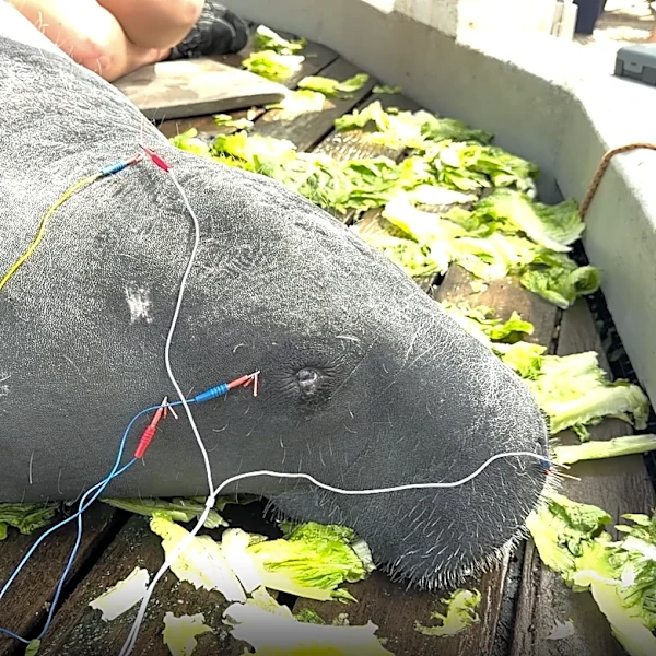 Florida zoo treats animals with acupuncture, here's why