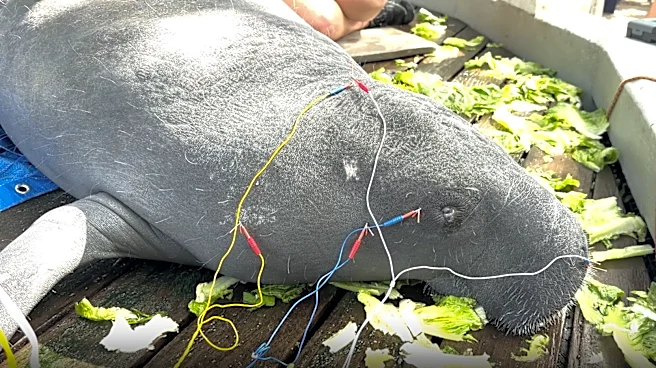 Florida zoo treats animals with acupuncture, here's why