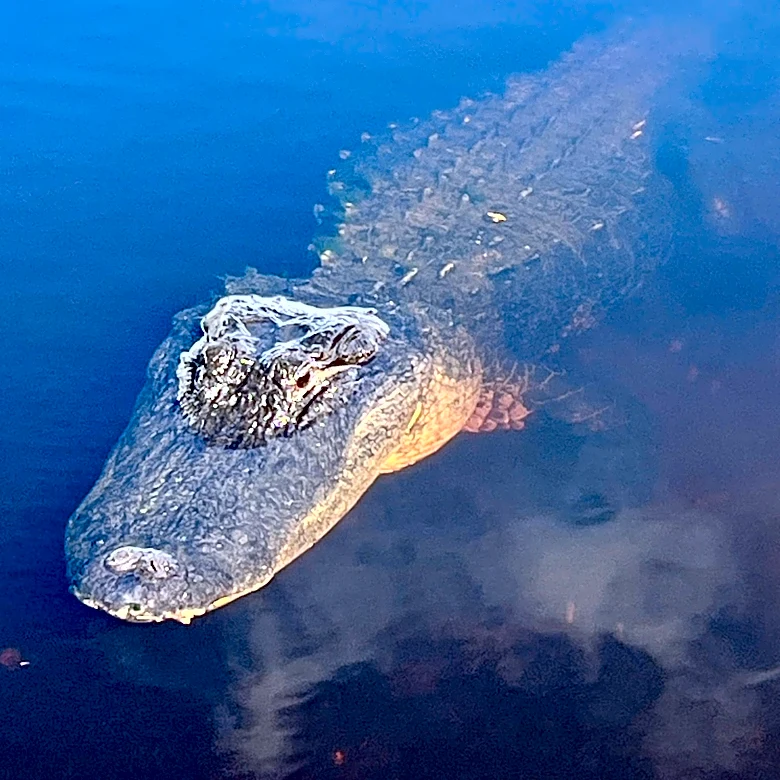 Florida congressman pushes review of alligator protections after attacks