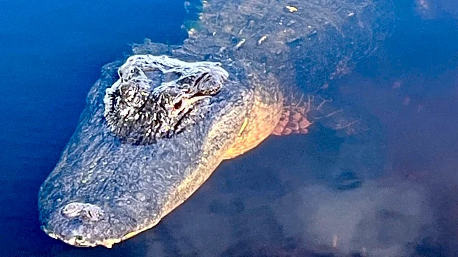 Florida congressman pushes review of alligator protections after attacks