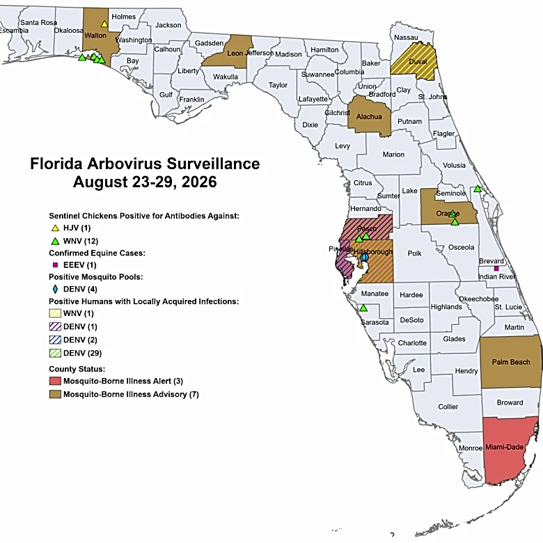 Dengue cases in Florida nearly double in one week, here's where