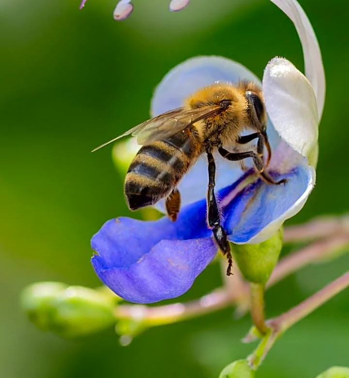 Selby Gardens reveals winners of annual botanical photo show