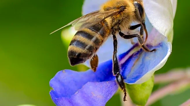 Selby Gardens reveals winners of annual botanical photo show