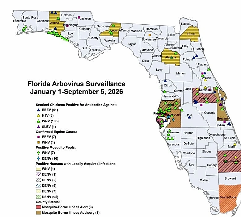 Florida dengue cases jump again, with most cases found in 1 county