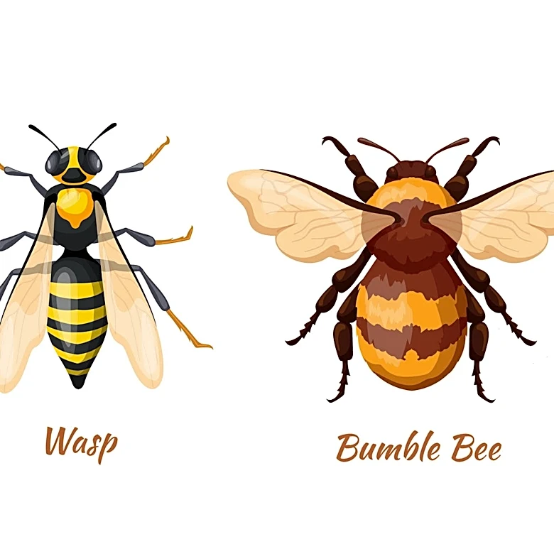Florida home to wasps, hornets and yellow jackets. Know the risks