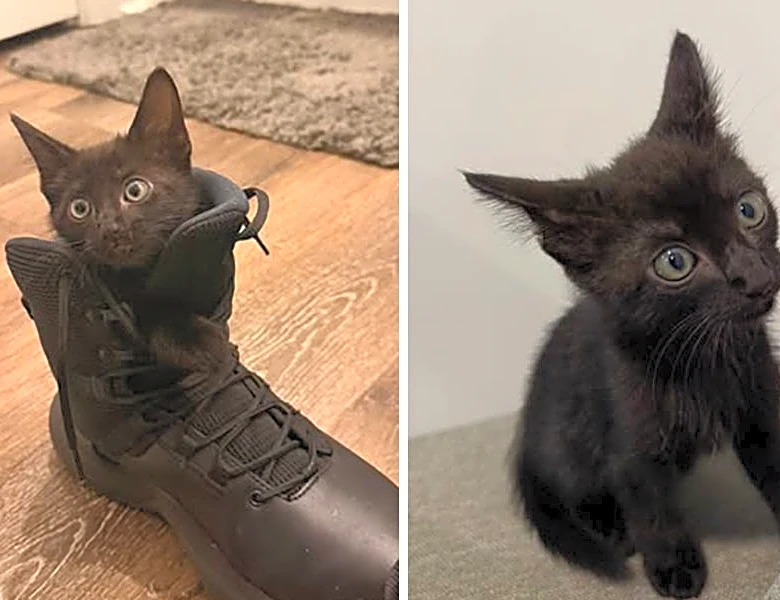 Watch Florida deputy chase, save tiny, feisty kitten on highway