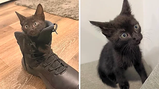 Watch Florida deputy chase, save tiny, feisty kitten on highway
