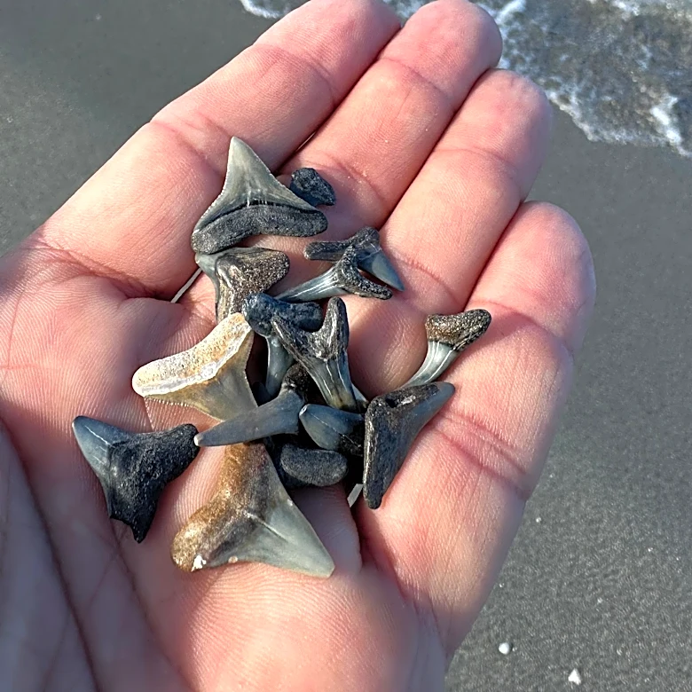 Shark tooth hunters arrested in Florida. Is it legal to collect them?