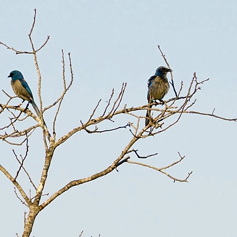 Rare Florida Scrub-Jays get a new home in Manatee