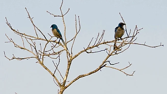 Rare Florida Scrub-Jays get a new home in Manatee