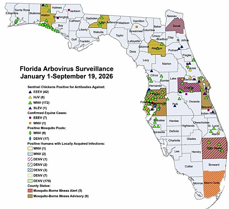 Prevent dengue at home in Florida with this 10-minute mosquito inspection