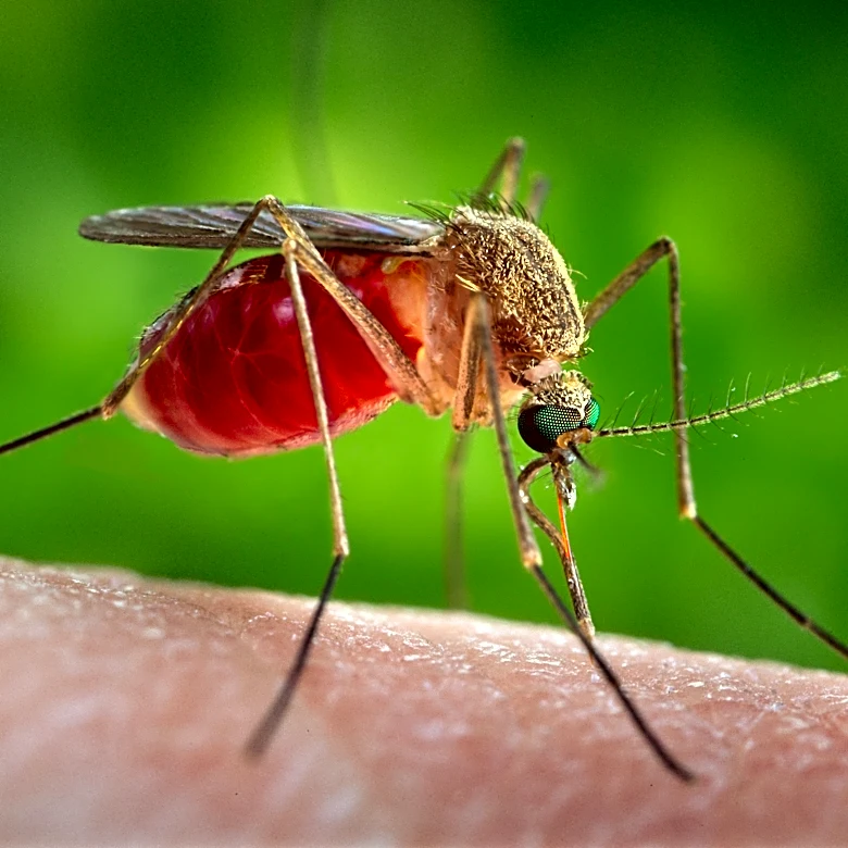 Sarasota County confirms locally acquired West Nile virus case