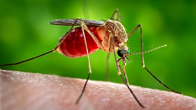 Sarasota County confirms locally acquired West Nile virus case