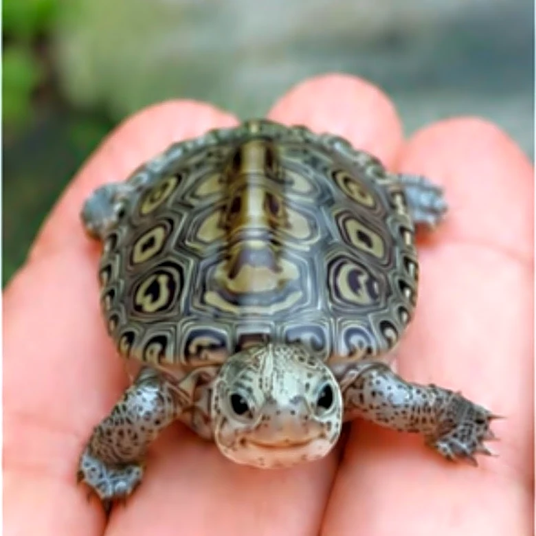 Dance lessons, skating, live theater and baby terrapins in Savannah