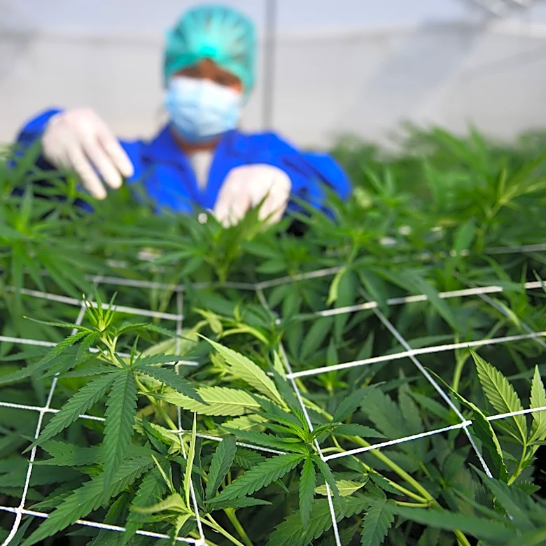 Medical marijuana could soon be legally delivered to your Georgia home