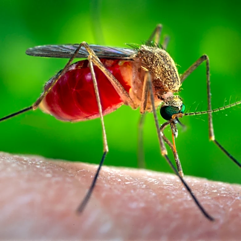 One resident in Georgia has contracted West Nile virus