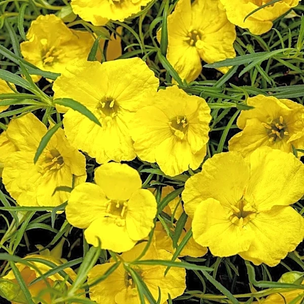 Why this tough Texas primrose is a garden winner | Exclusive