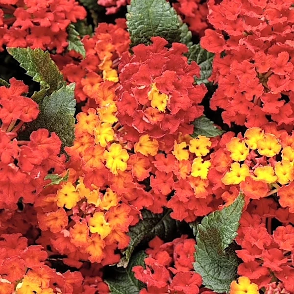 Why gardeners are choosing this fiery red lantana