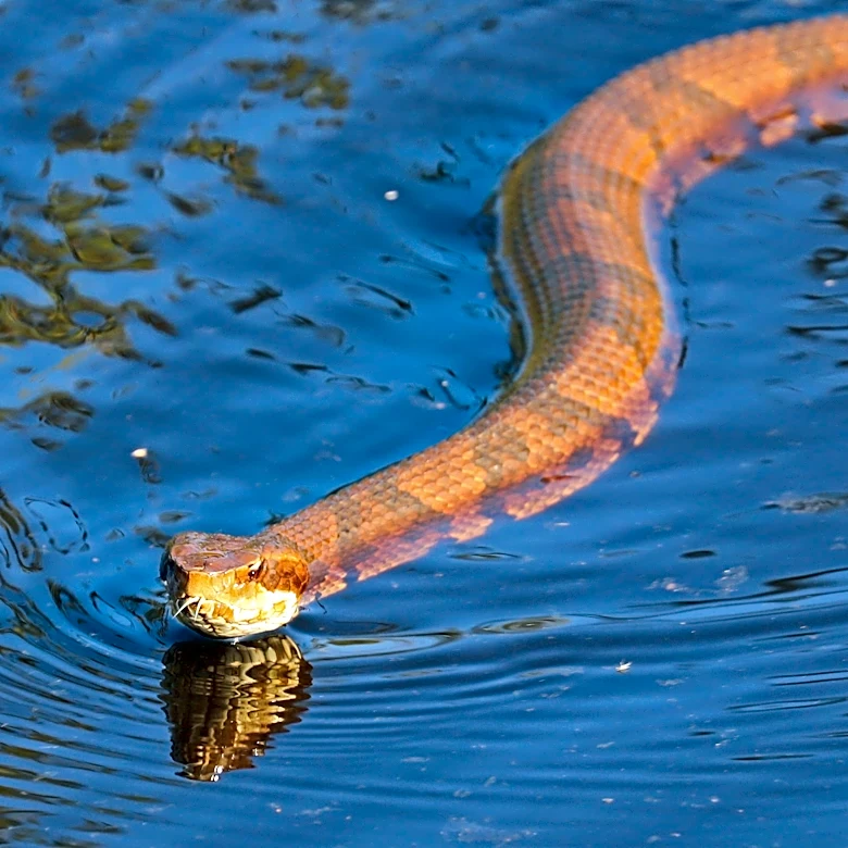 Copperhead or cottonmouth? What Georgia residents should know