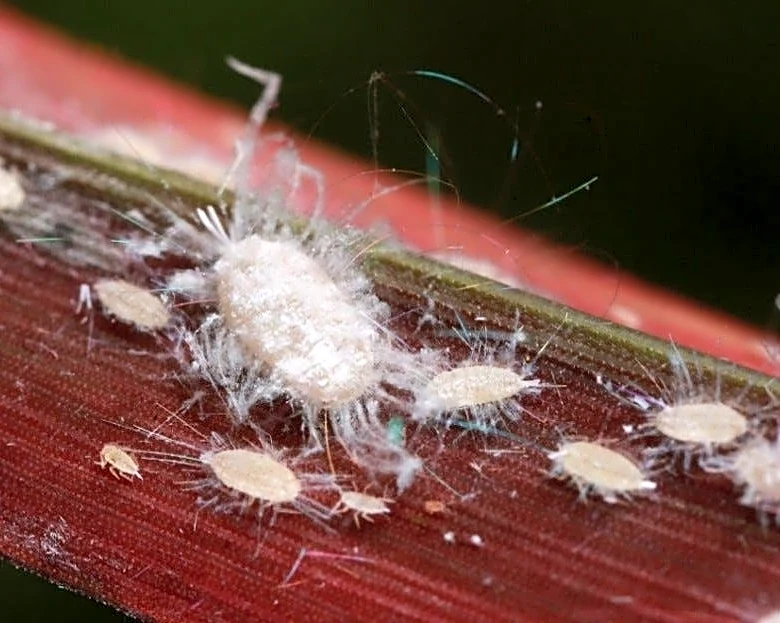 Invasive bug confirmed in Georgia for the 1st time. What happens next?